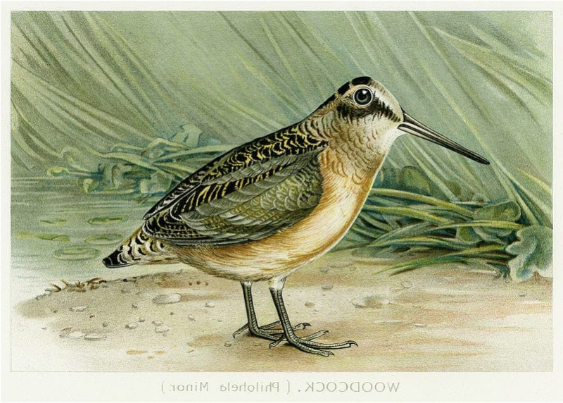 Woodcock.png
