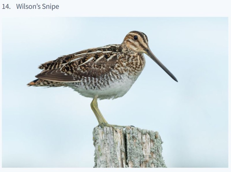 Wilsons Snipe.JPG